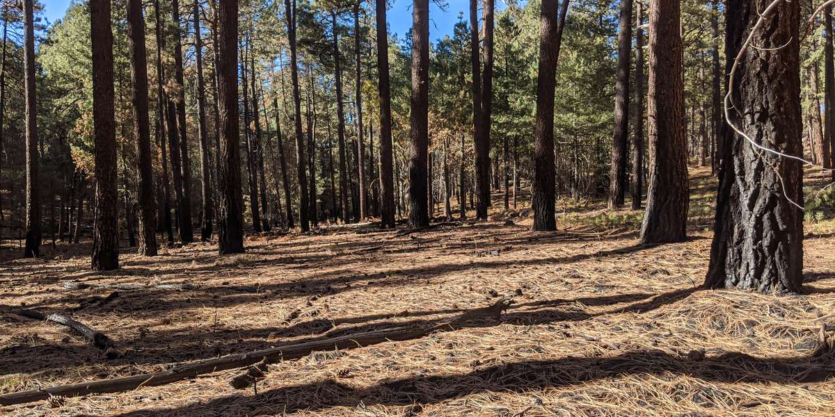 Featured photo of Pine forest along Arizona Trail