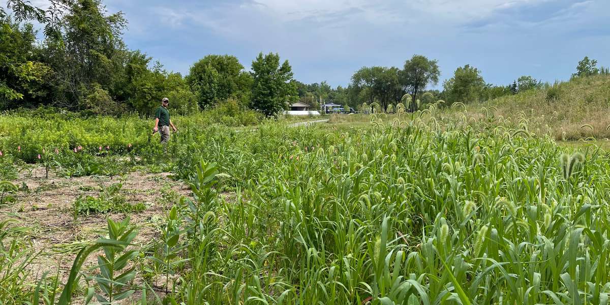 Schick Pollinator plot