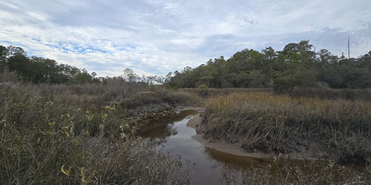 Living Shoreline