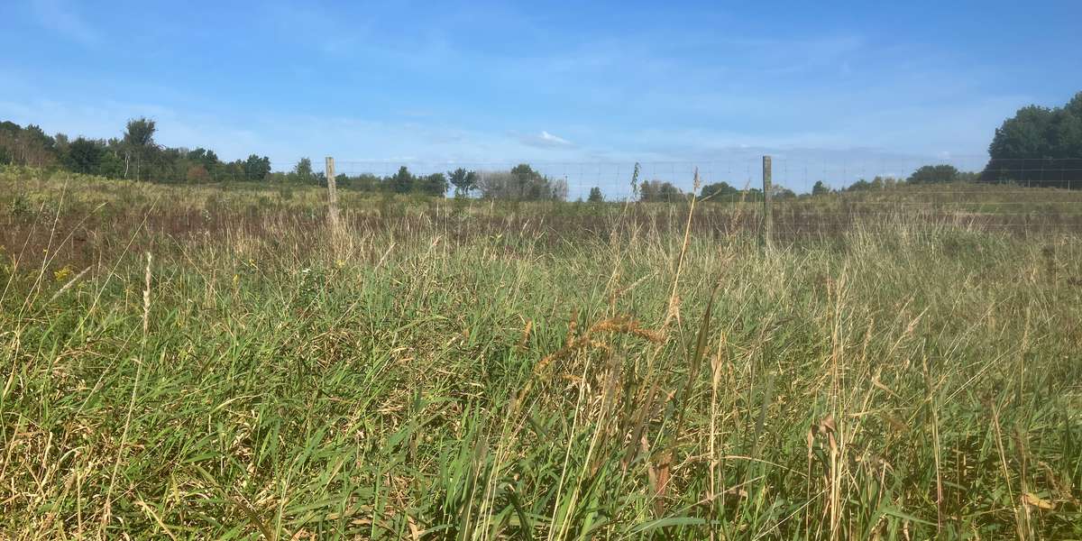 Elm Creek - Powers Lake Forest Restoration