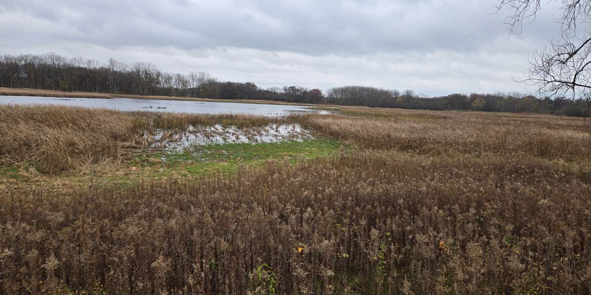 Black Tern Marsh West Overlook