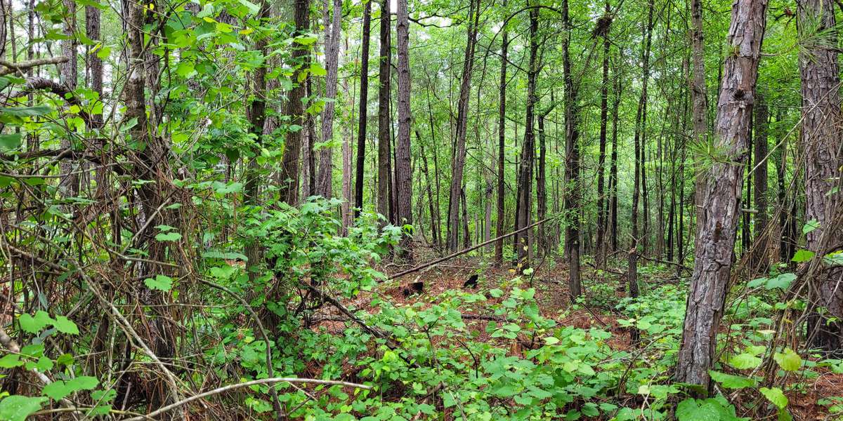 Featured photo of Harbison State Forest: Firebreak Trail