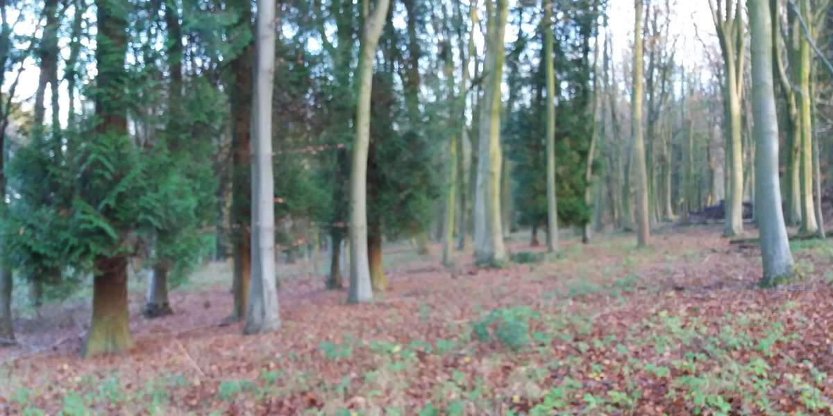 Featured photo of Wytham Woods 110