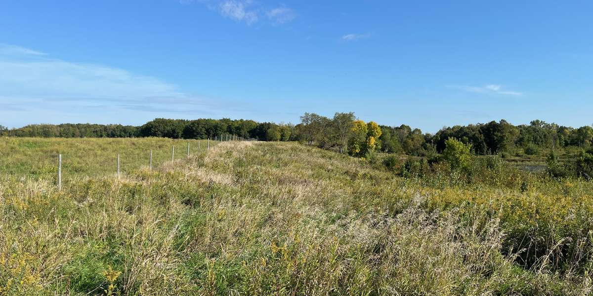 Elm Creek - 121st Forest Restoration