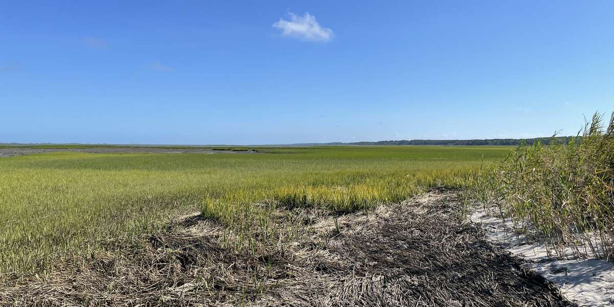Featured photo of Horse Island Trail Marshes - Oyster, VA