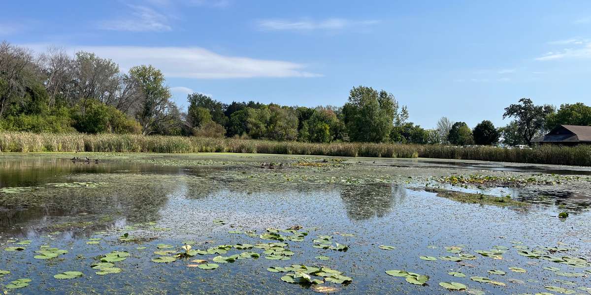 French	- Turtle Lagoon