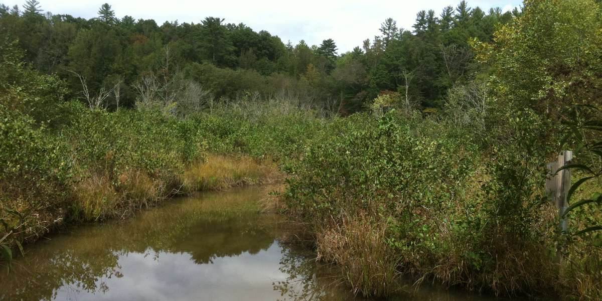 Featured photo of Wetland Loop Trail Beaver Pond