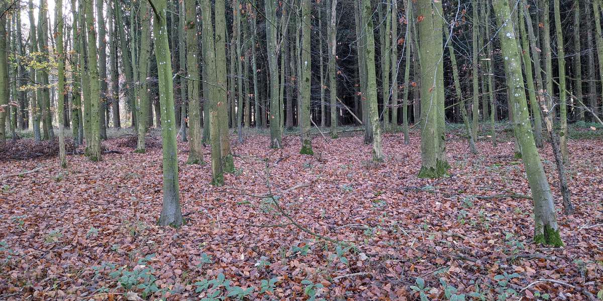 Featured photo of Wytham Woods 108