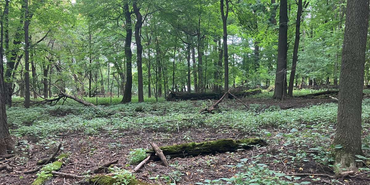 Carver - Shutz Lake Maple Forest