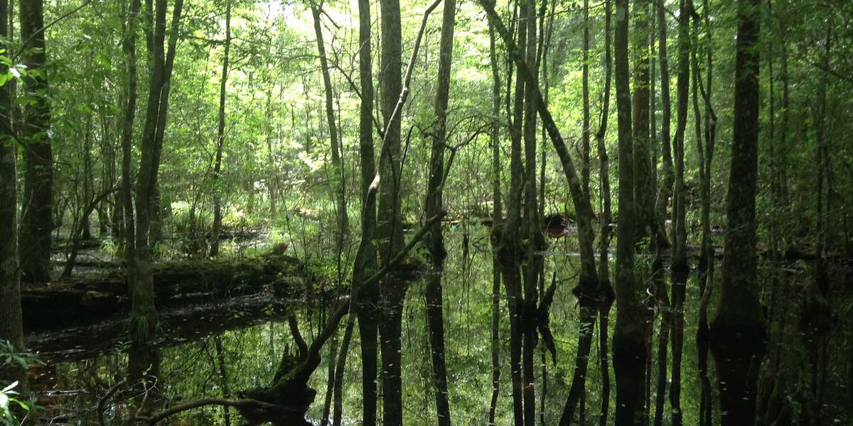 Featured photo of Cypress Tupelo Slough on the Kirby Nature Trail