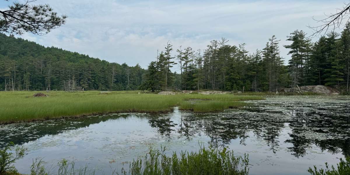 Amy's Park Wetlands