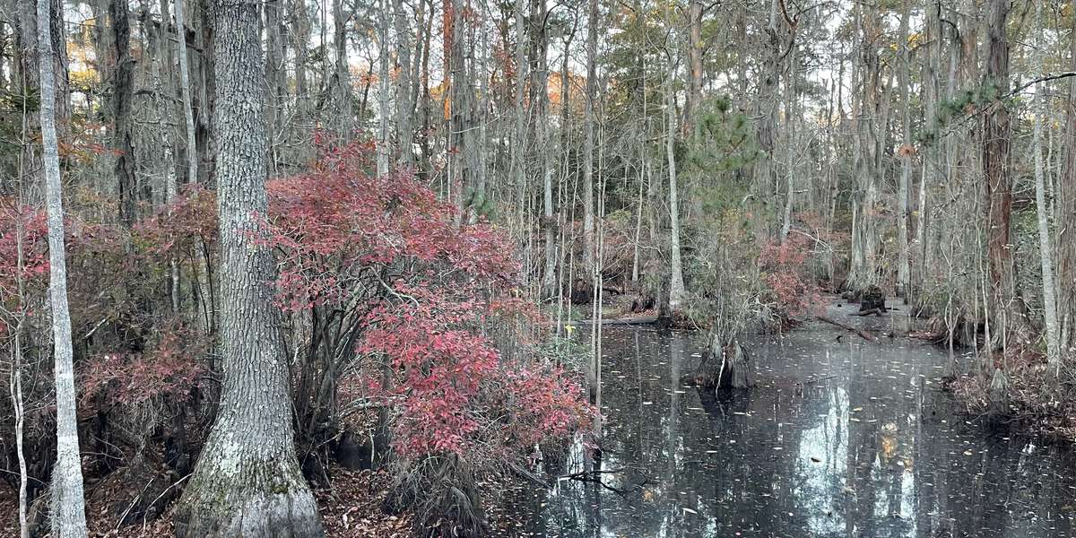 First Landing - Bald Cypress Swamp Overlook