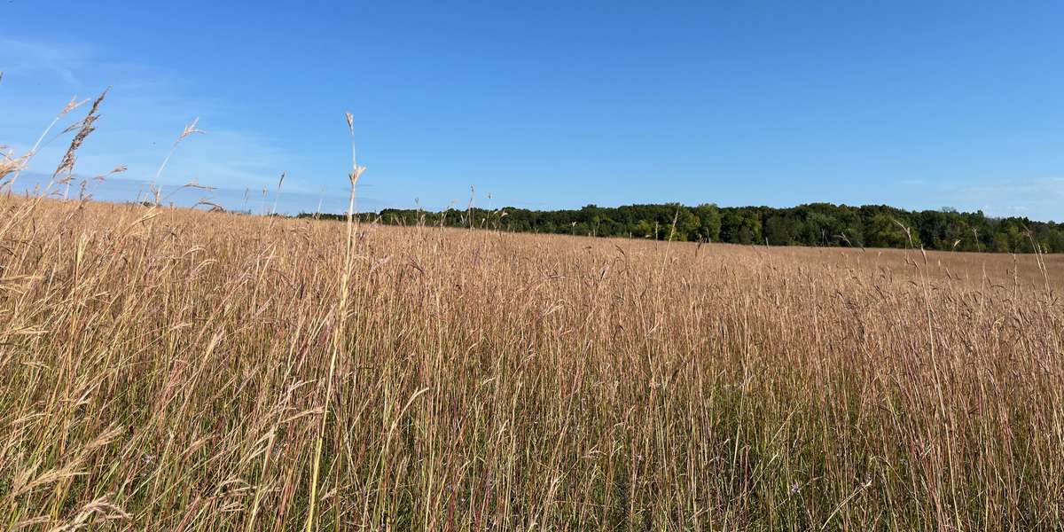 Elm Creek - Nature Center Prairie