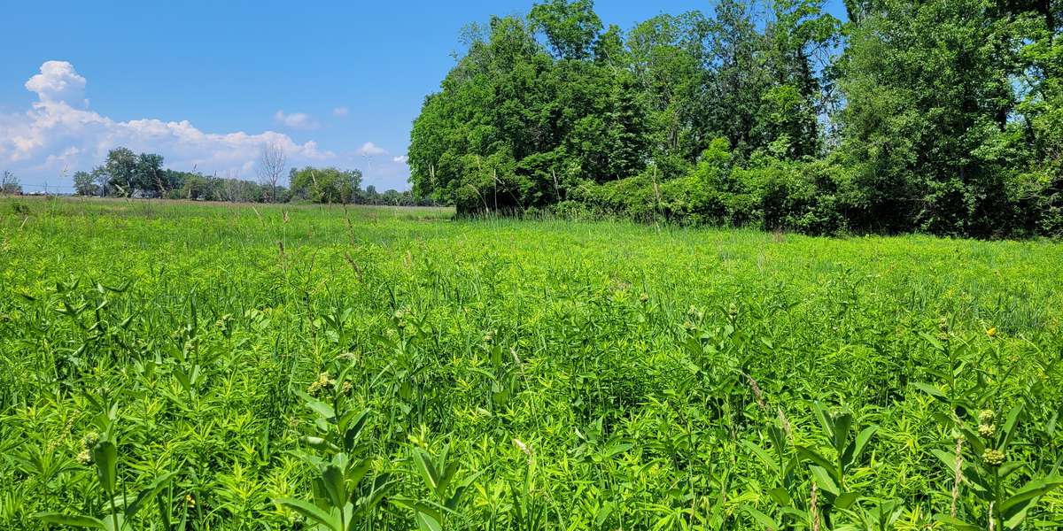 Featured photo of The Meadow at Meadowbrook Marsh