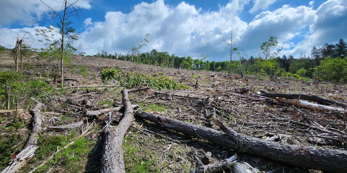 Basswood Pond State Forest Regeneration Project