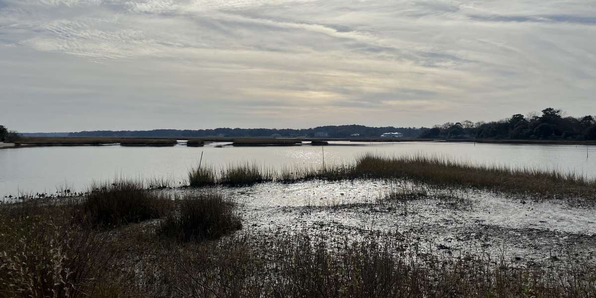 Pleasure House Point Natural Area - Oyster cover