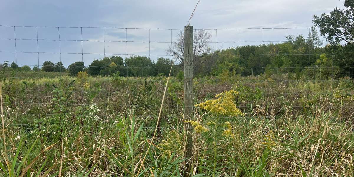 Hyland - Central Woodland Restoration