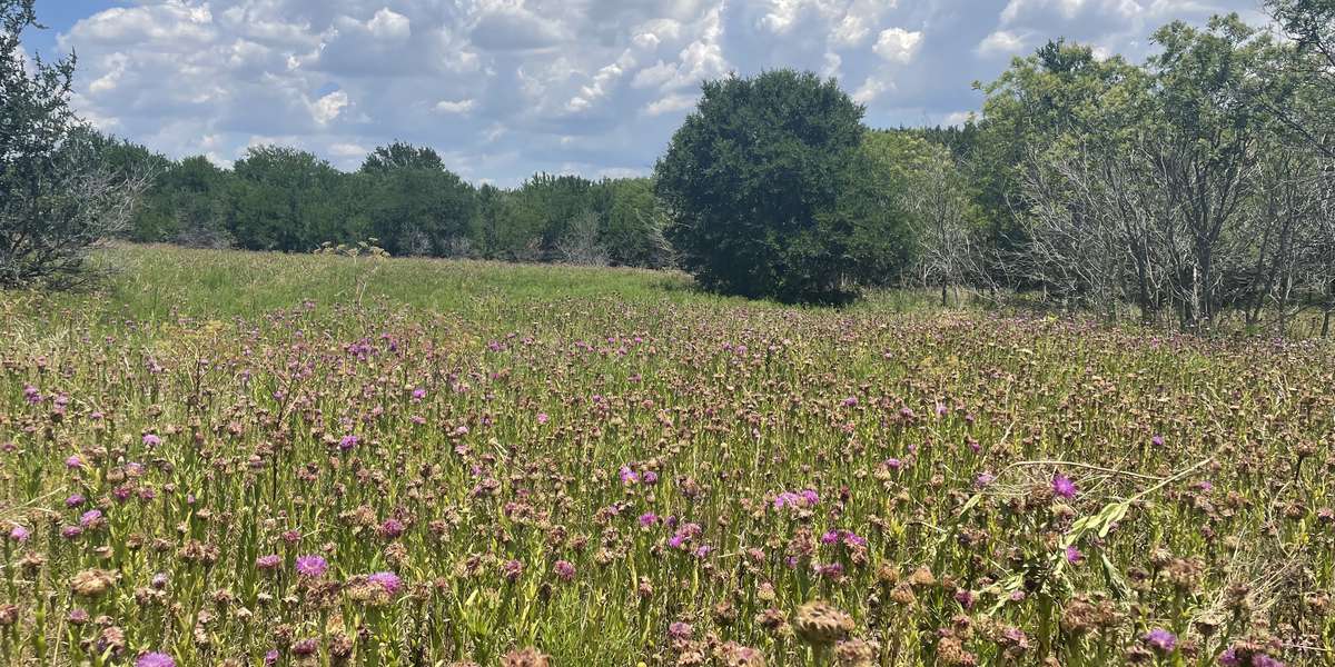 Featured photo of Blackland Prairie at Grand Park
