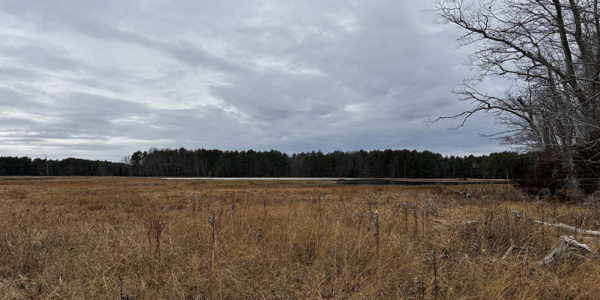 Salt Marsh at Smelt Brook Preserve