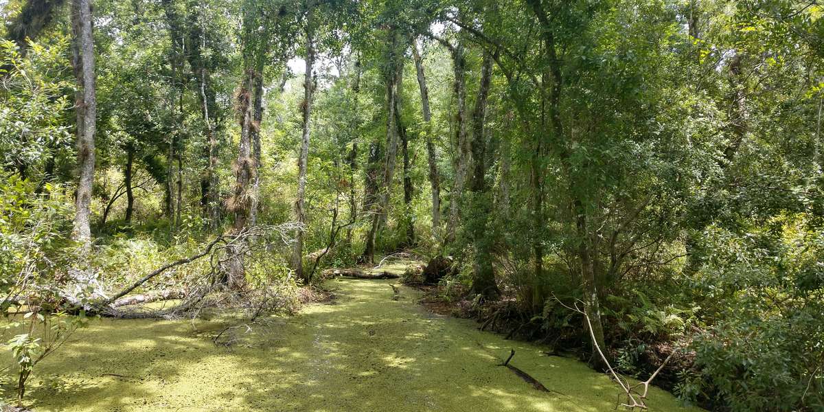Featured photo of Brooker Creek