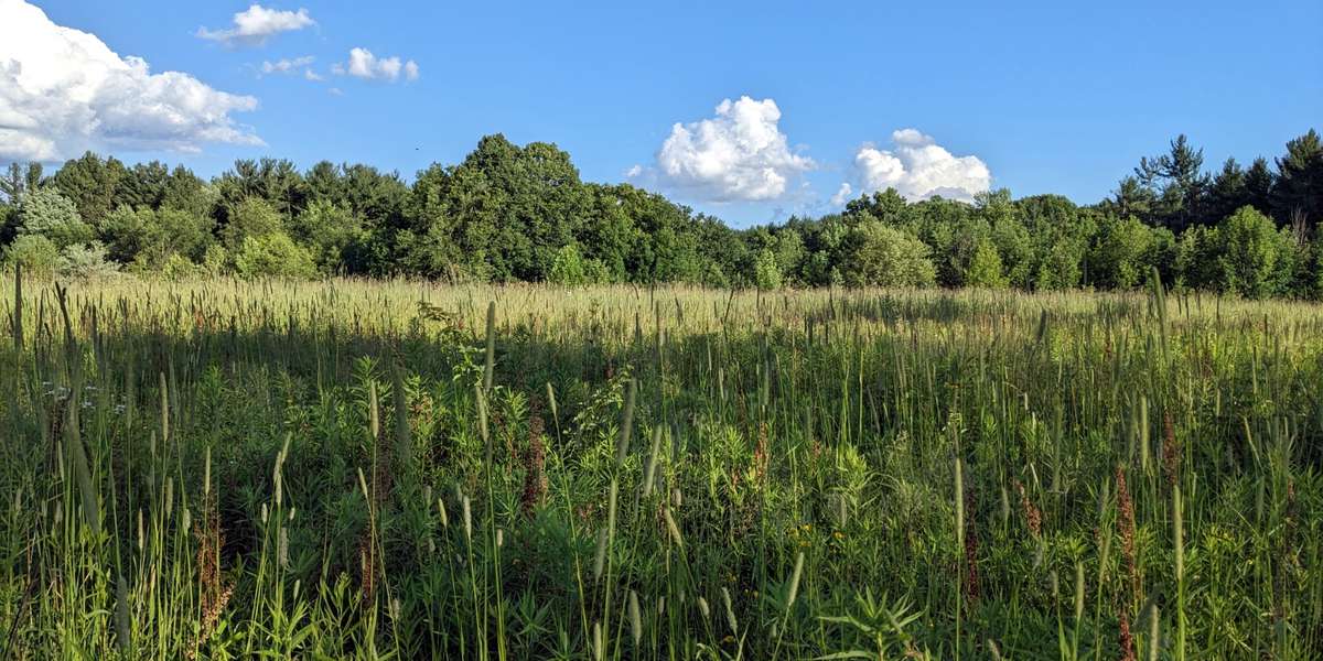 Restored Prairie