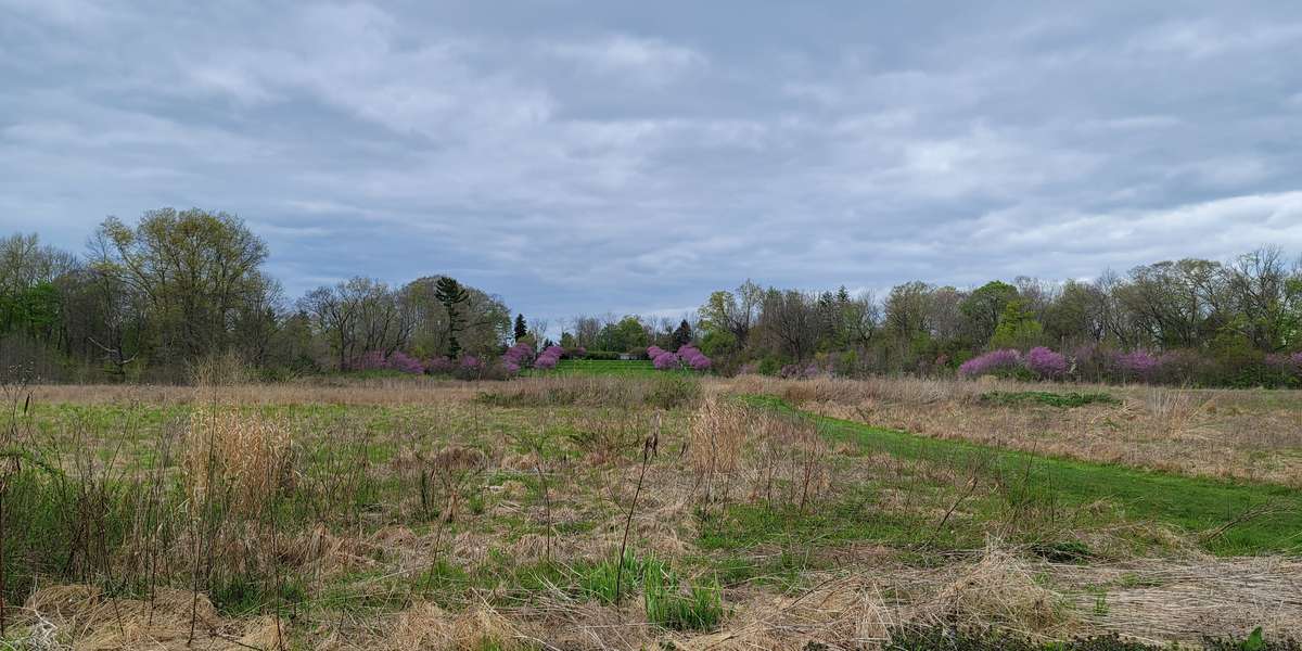 Featured photo of Great Meadow