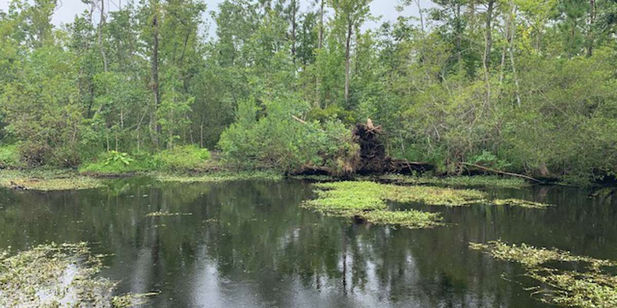 Featured photo of Scuppernong River Interpretive Trail, Pocosin Lakes National Wildlife Refuge