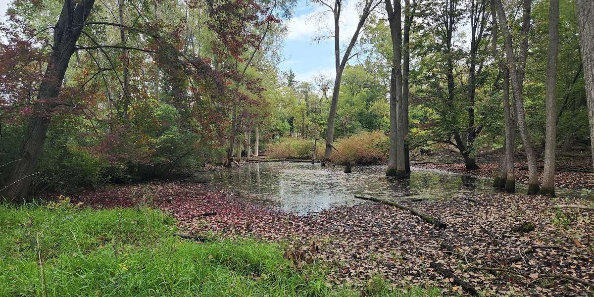 White Park - Vernal Pool