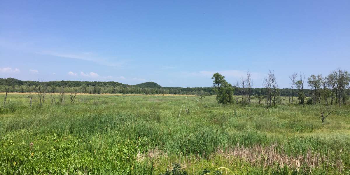 Featured photo of Cowles Bog