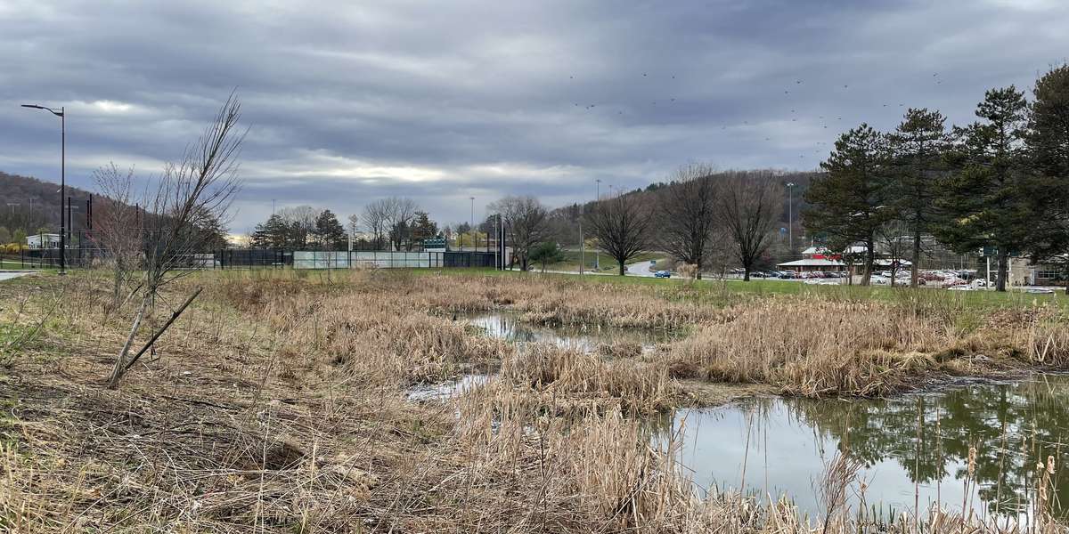 Featured photo of Bartle Constructed Wetland