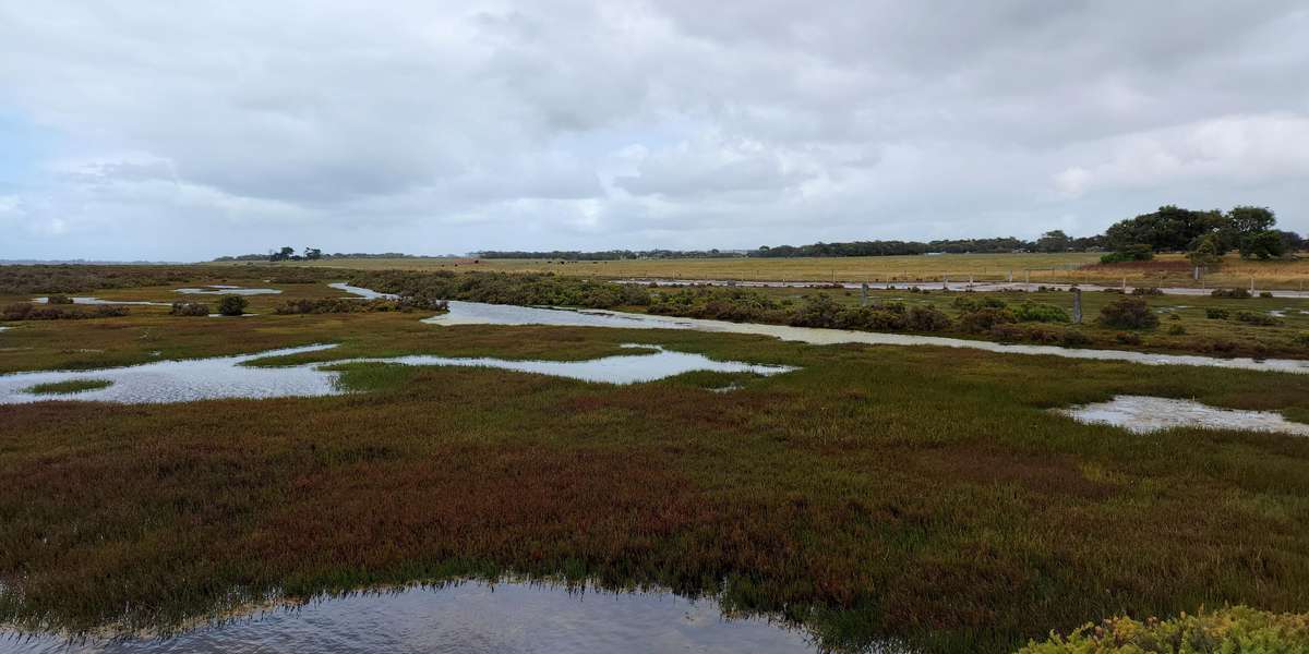 Featured photo of Swan Bay wetland restoration