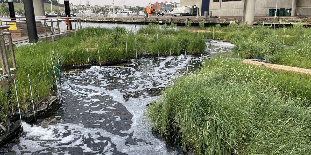 National Aquarium Harbor Wetland