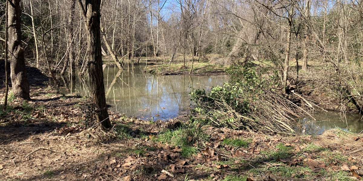 Featured photo of Rocky Branch Greenway Beaver Dam