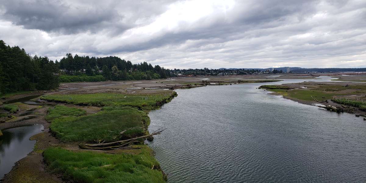Featured photo of Nanaimo Estuary Carex Bed Restoration