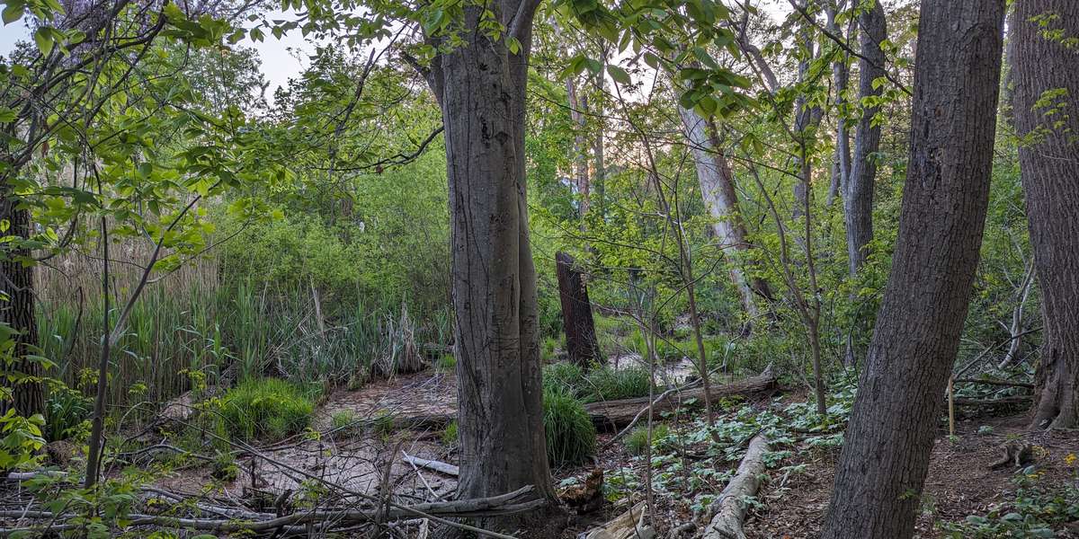 St Lukes Wetland Restoration