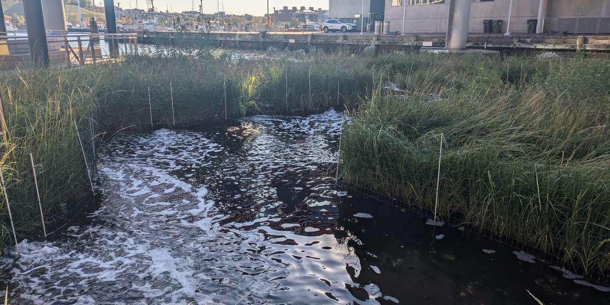 National Aquarium Harbor Wetland