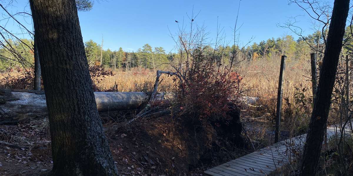 Chamberlain-Reynolds Memorial Forest