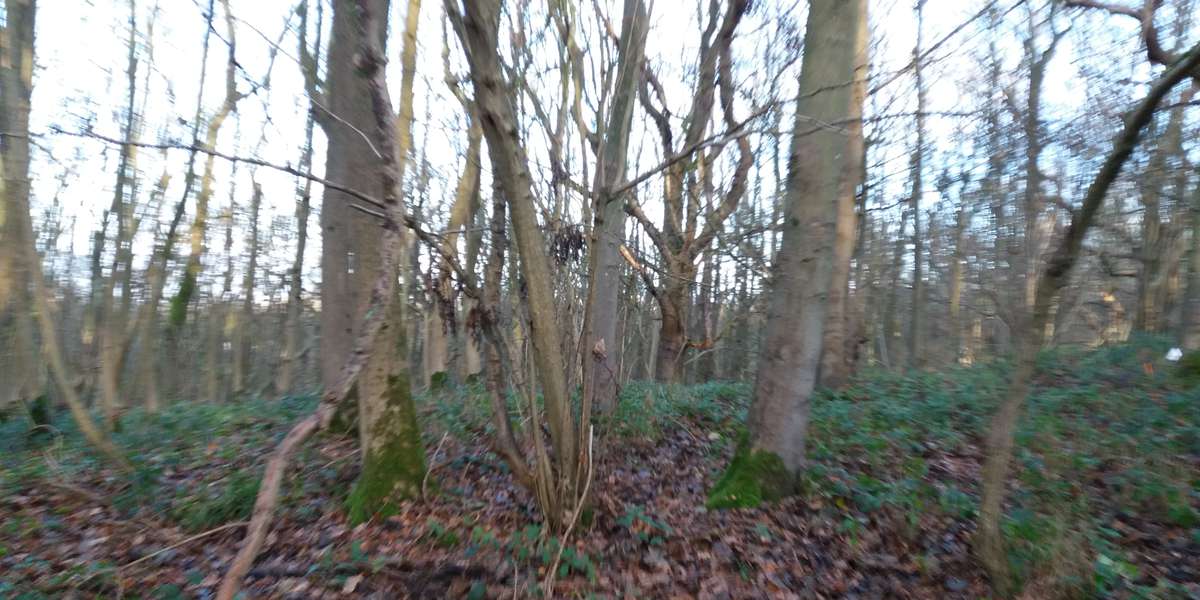 Featured photo of Wytham Woods 103