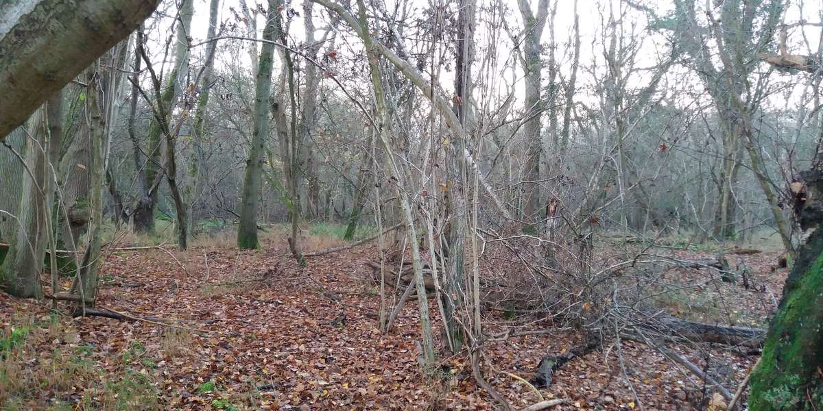 Featured photo of Wytham Woods 113