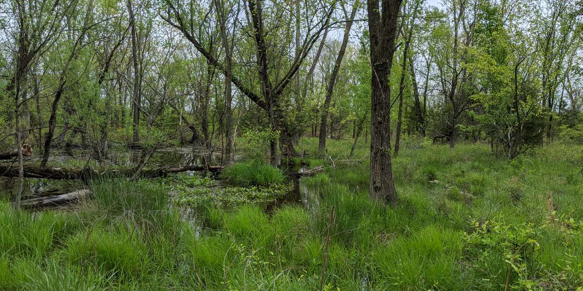 Featured photo of Vernal Pool