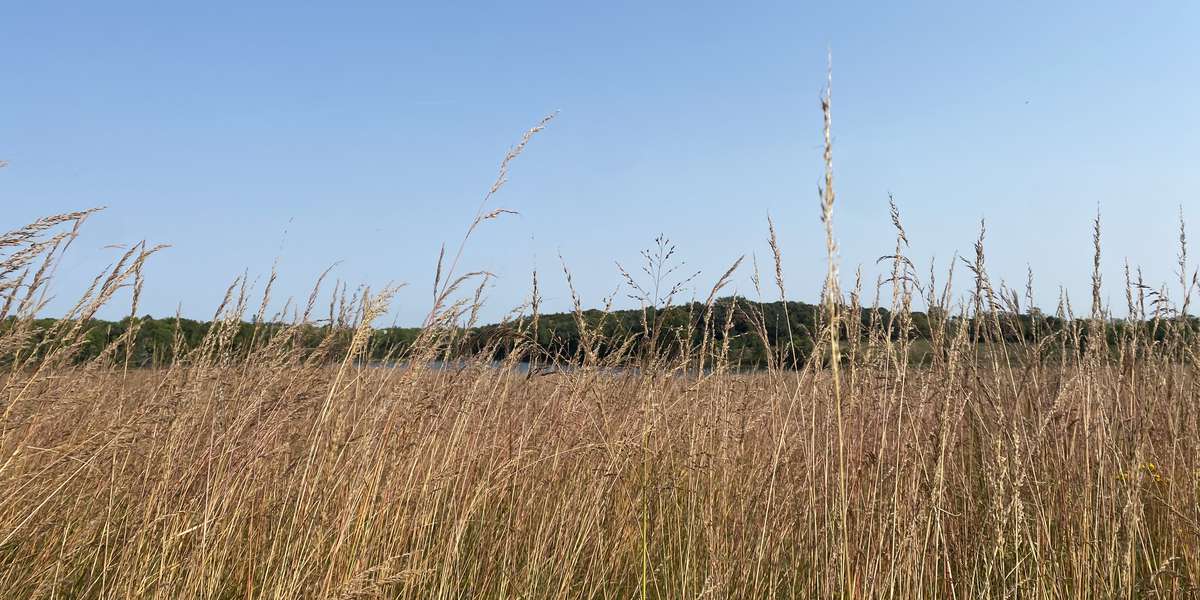 Carver - Lake Two Wetland