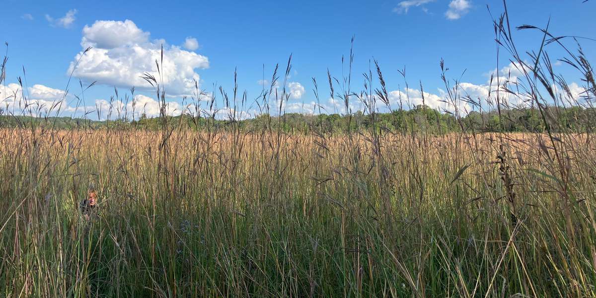 Murphy-Hanrehan - Murphy Lake Prairie