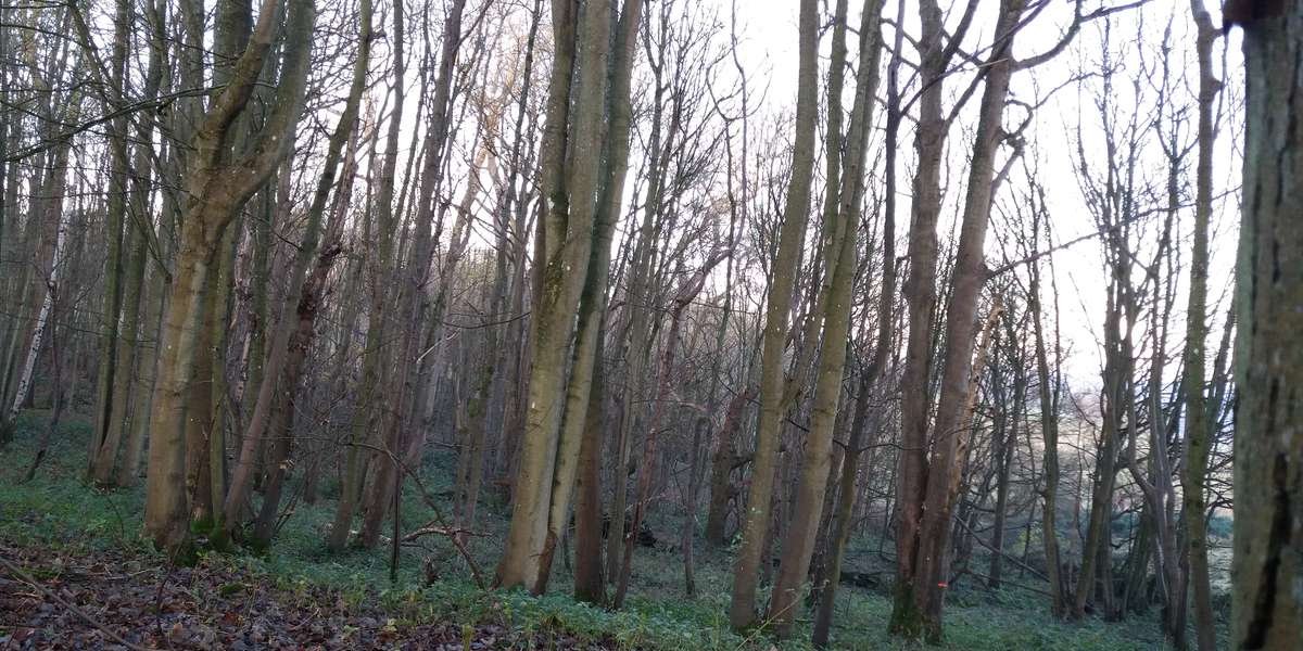 Featured photo of Wytham Woods 109