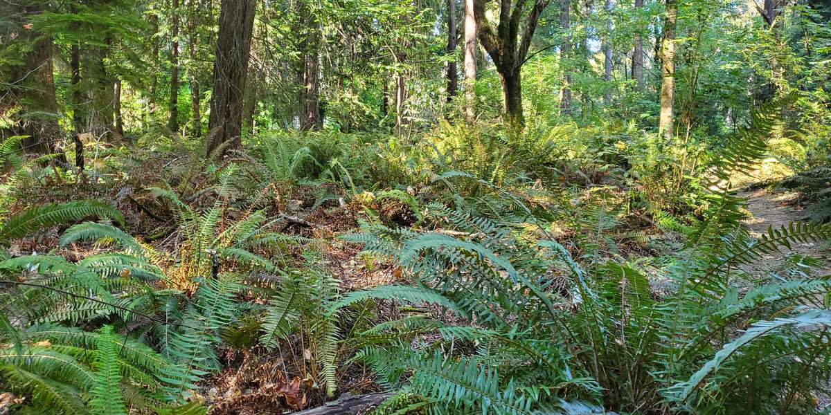 Featured photo of Windfall Trail Sword Fern Die-off