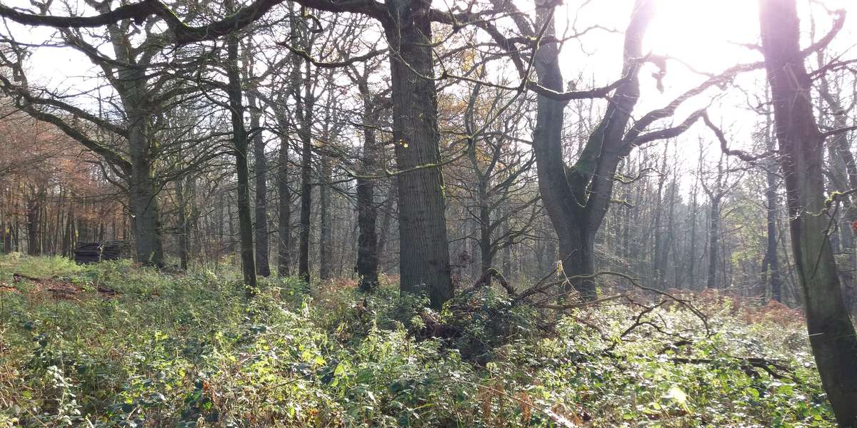 Featured photo of Wytham Woods 107