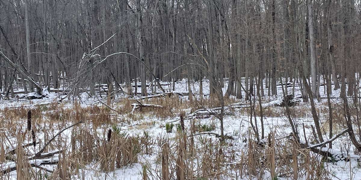 Vernal Pool Overlook