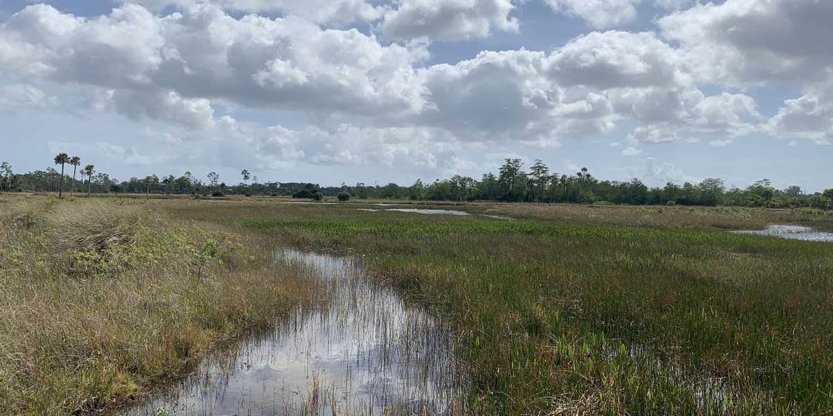 Featured photo of Pine Glades Natural Area